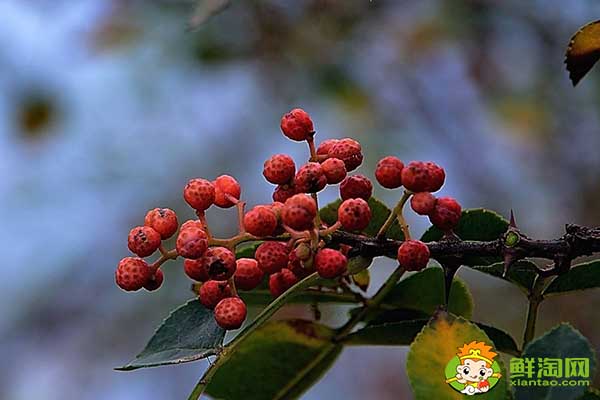 花椒什么時間可以摘成熟了，樹上摘下來的花椒怎么處理