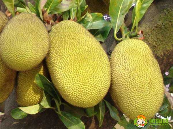 菠蘿蜜怎么吃，菠蘿蜜不能和什么一起吃
