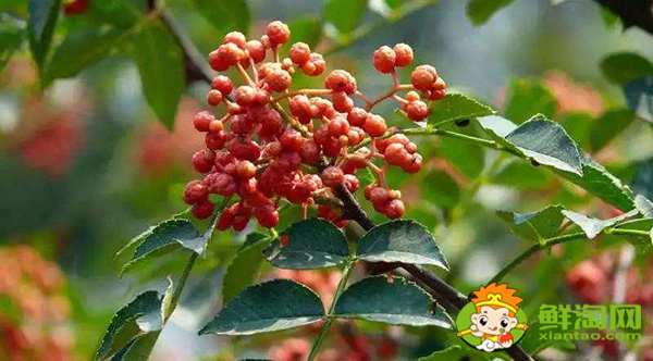 新鮮花椒怎么保鮮運輸,生花椒的運輸儲存方式