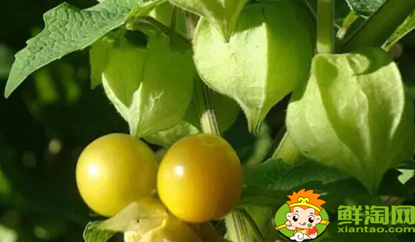 姑娘果一年結(jié)幾次果，姑娘果從開花到結(jié)果多久成熟