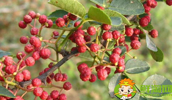 漢源花椒和大紅袍區(qū)別，大紅袍花椒和漢源花椒哪個(gè)好
