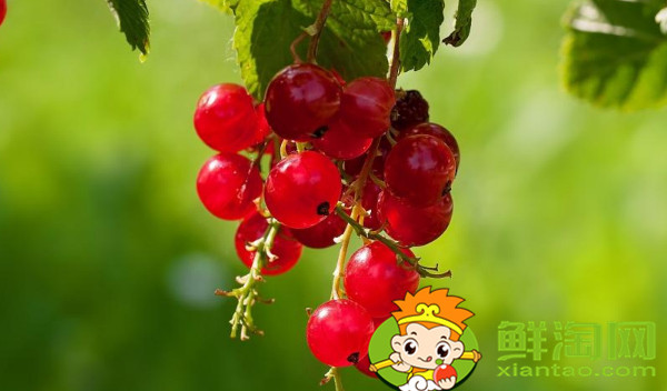 醋栗幾年結(jié)果，黑加侖和黑醋栗的區(qū)別