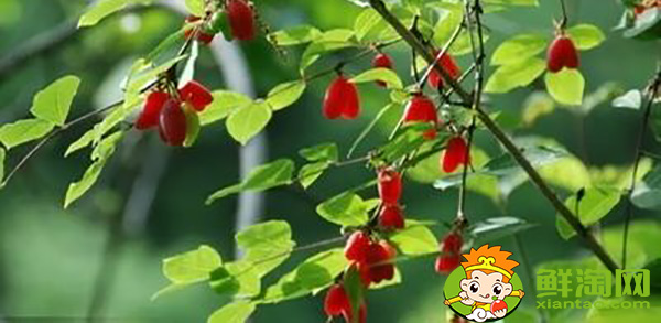 杈杷果多少錢一斤，杈杷果能深加工嗎