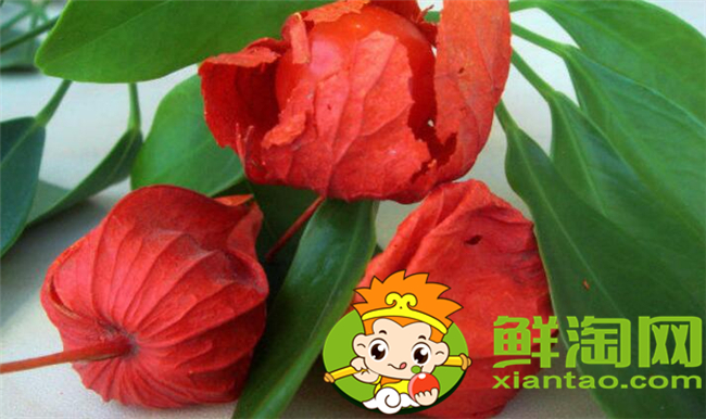 紅姑娘和洋姑娘一樣嗎，紅姑娘泡水一次幾個
