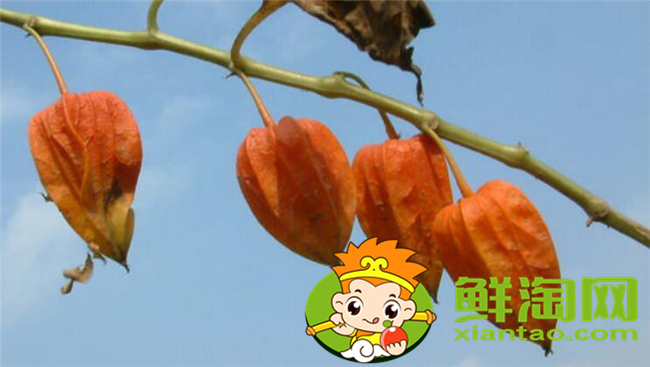 紅姑娘和洋姑娘一樣嗎，紅姑娘泡水一次幾個