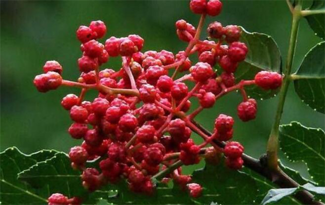 大紅袍花椒麻不麻，大紅袍花椒和花椒區(qū)別