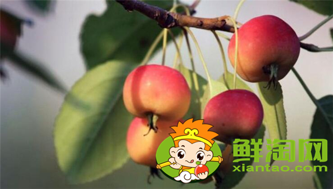 沙果是海棠果嗎，海棠果和沙果的區(qū)別