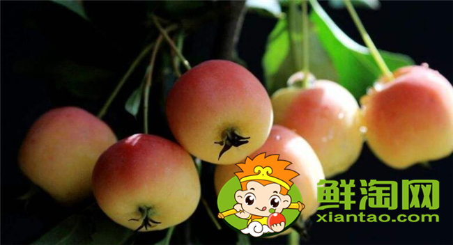 沙果是海棠果嗎，海棠果和沙果的區(qū)別
