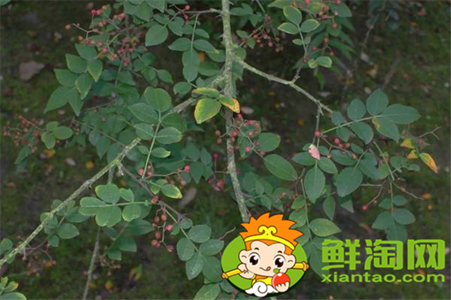 山花椒能吃嗎，農(nóng)村山上野花椒樹(shù)圖片