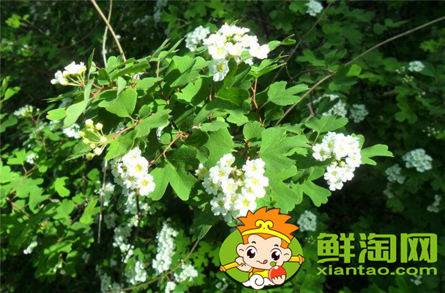 山花椒能吃嗎，農(nóng)村山上野花椒樹(shù)圖片