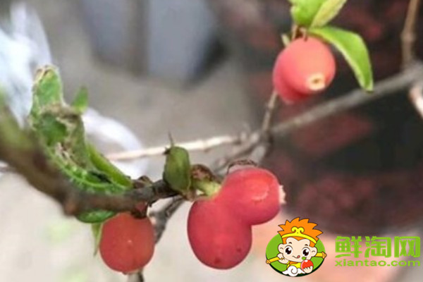 杈把果產(chǎn)地在哪里，中國杈杷果種植基地