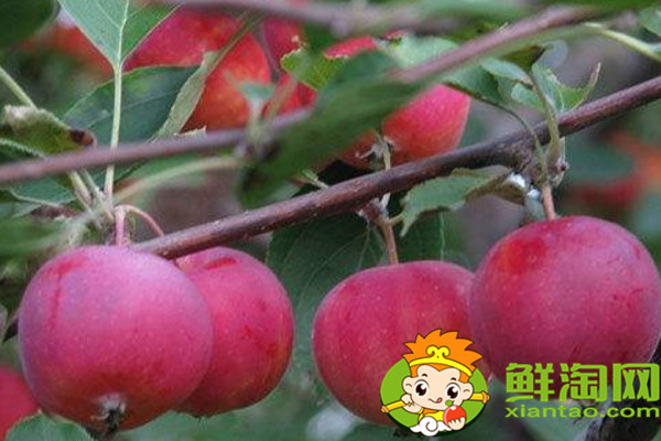 沙果哪種最酸，什么品種的沙果好吃