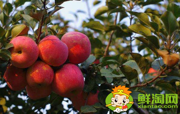 沙果哪種最酸，什么品種的沙果好吃