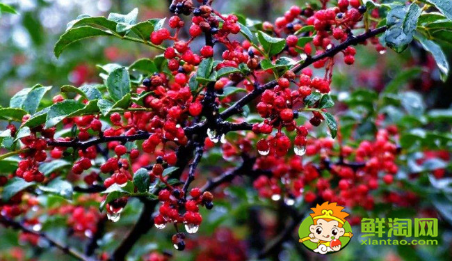 漢源花椒什么時候成熟,漢源大紅袍是麻椒還是花椒