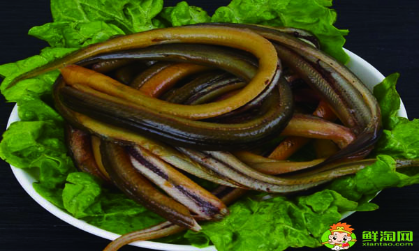 黃鱔吃雞蛋嗎，鱔魚吃什么長得快