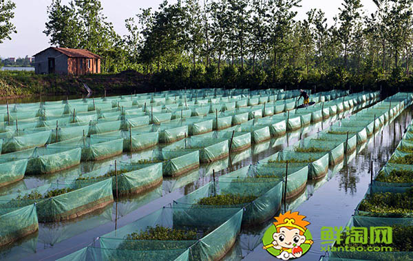 好長的跟黃鱔一樣的魚叫什么，黃鱔魚該怎么養(yǎng)吃什么
