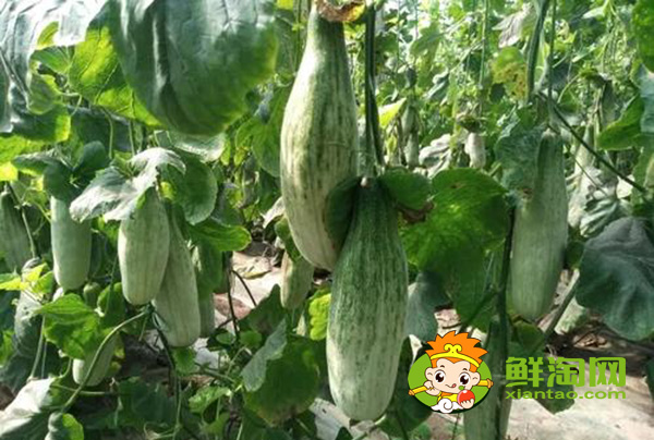 羊角蜜一年能種幾次，羊角蜜什么時(shí)候種最好