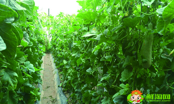 羊角蜜甜瓜不甜怎么回事,綠寶甜瓜和羊角蜜哪種甜