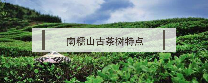 南糯山古樹(shù)茶特點(diǎn)