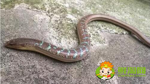 山黃鱔多少錢一斤，緬甸鱔魚出口到中國多嗎