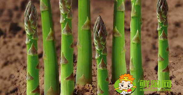 蘆筍如何種植，蘆筍的種植方法和時間