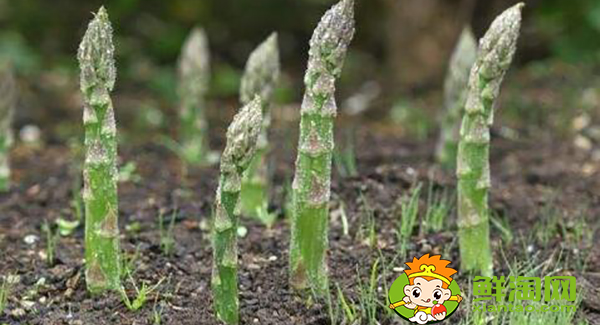 蘆筍種子什么時候種，蘆筍種子怎樣催芽