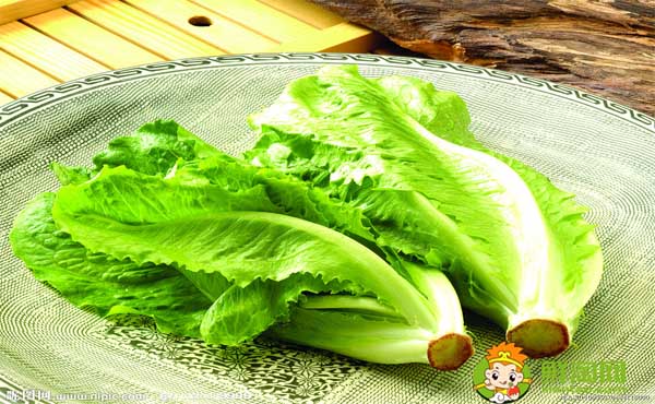 生菜的吃法有幾種，生菜為什么不長蟲