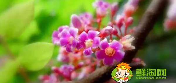 楊桃樹幾月開花，楊桃樹代表什么