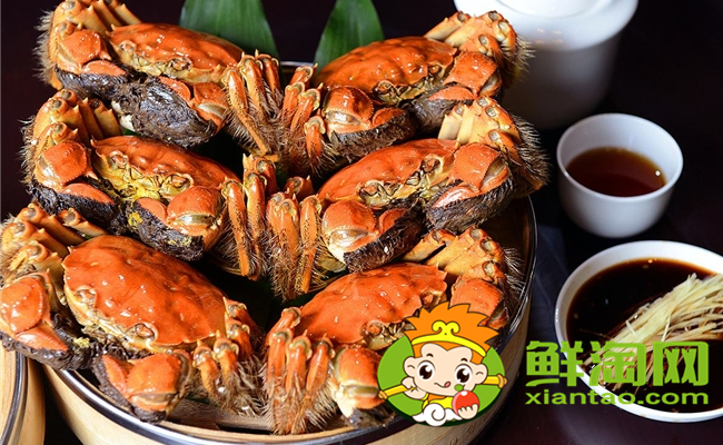 黃河口大閘蟹最佳季節(jié)，黃河口大閘蟹和陽澄湖大閘蟹的區(qū)別