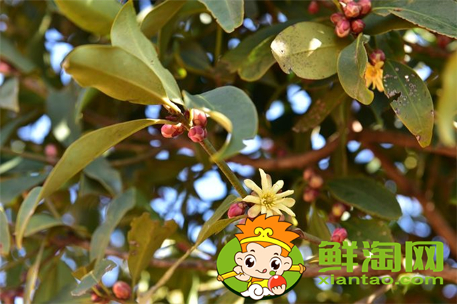 野八角中毒什么癥狀，中藥材八角的真假分別