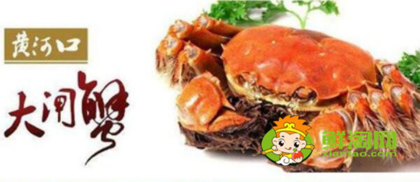 黃河口大閘蟹什么時候有,黃河大閘蟹產(chǎn)地在哪里