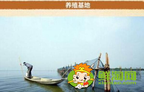 梁子湖大閘蟹怎么樣,梁子湖大閘蟹養殖基地