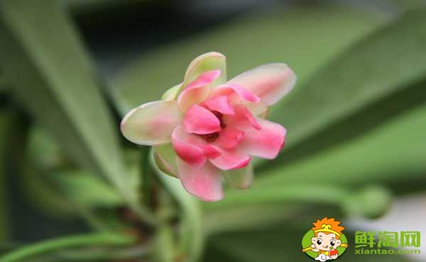 莽草子和八角的區(qū)別，八角和莽草干支的區(qū)別