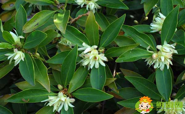 莽草子和八角的區(qū)別，八角和莽草干支的區(qū)別
