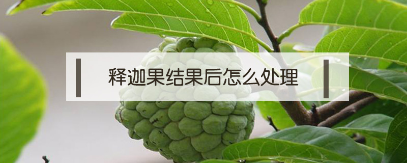 釋迦果結(jié)果后怎么處理