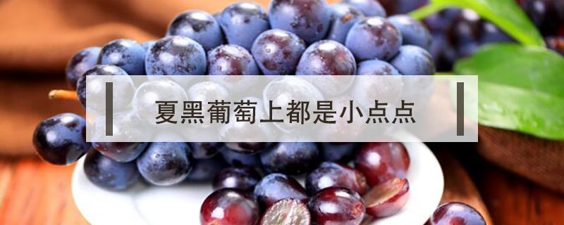 夏黑葡萄上都是小點(diǎn)點(diǎn)