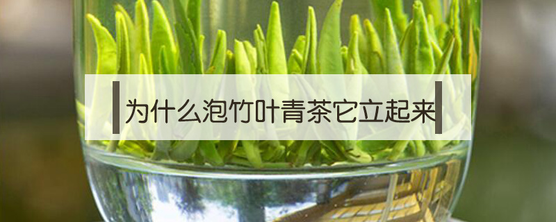 為什么泡竹葉青茶它立起來