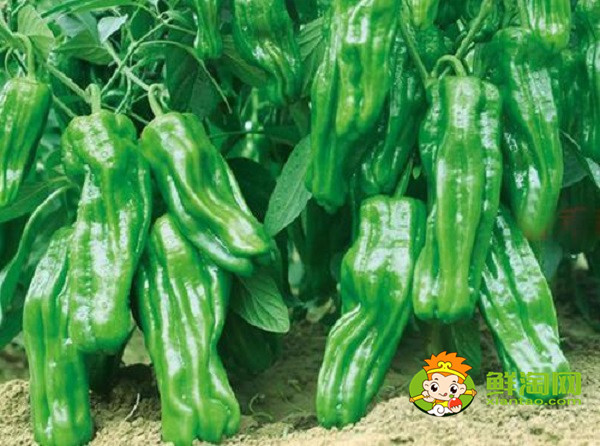 薄皮辣椒選什么種子好,高產(chǎn)薄皮辣椒種子是什么