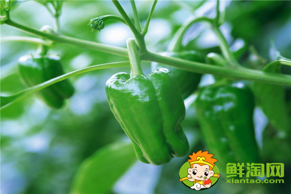 青椒肉絲太辣了怎么辦,青椒肉絲可以放點小紅椒嗎
