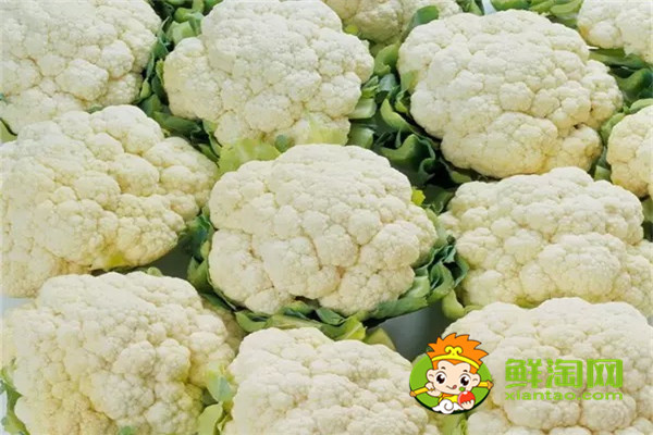 手撕包菜是卷心菜還是椰萊,椰菜和卷心菜怎么區分