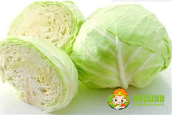 手撕包菜是卷心菜還是椰萊,椰菜和卷心菜怎么區分