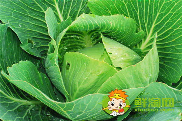 包菜買松的還是買緊的，圓包菜和平包菜哪個(gè)好吃