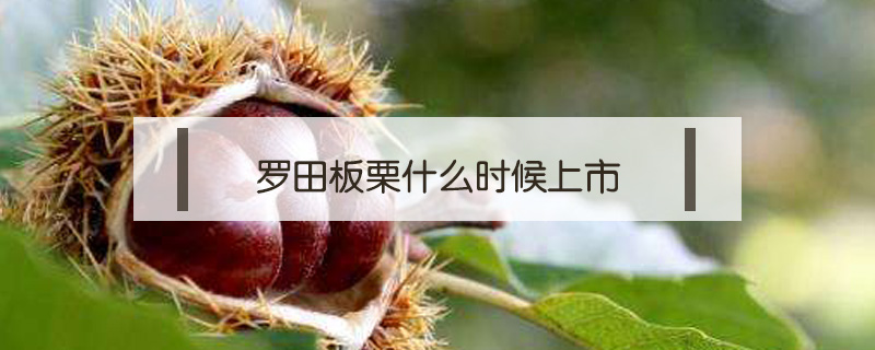 羅田板栗什么時(shí)候上市