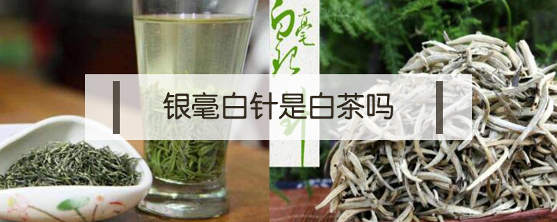 毛尖和白針銀毫是一種茶嗎