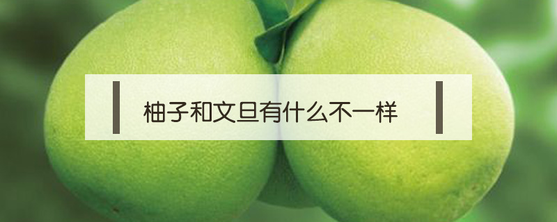 柚子和文旦有什么不一樣