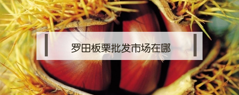羅田板栗批發(fā)市場在哪