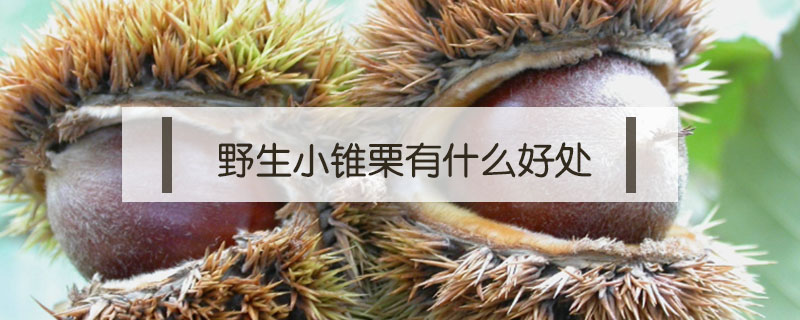 野生小錐栗有什么好處