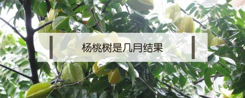 楊桃樹是幾月結果