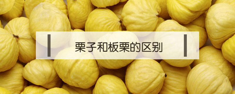 栗子和板栗的區別