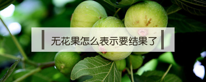 無花果怎么表示要結果了
